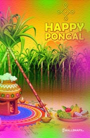 2022-pongal-festival-images-status-wallpapers