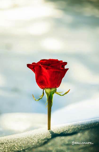 Beautiful rose flower photos mobile - Wallsnapy