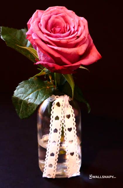 Beautiful Rose Flower Wallpaper Mobile Wallsnapy - Lovely Rose Wallpaper Hd