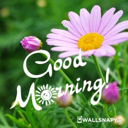 best-good-morning-images-for-whatsapp-free-download