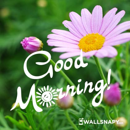 Best Good Morning Images For Whatsapp Free Download Wallsnapy