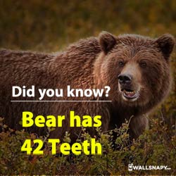 did-you-know-a-bear-has-42-teeth-hd-images