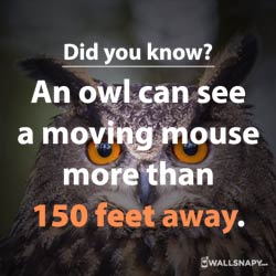 did-you-know-about-owl-eyes-status-images