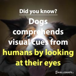 did-you-know-amazing-facts-about-dog-eyes-images-for-mobile