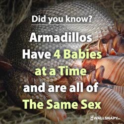 did-you-know-armadillos-have-4-babies-share-dp-images
