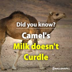 did-you-know-camel-milk-do-not-curdle-dp-images