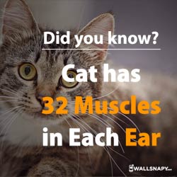 did-you-know-cat-has-32-muscles-in-ear-dp-wallpapers