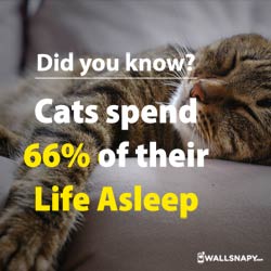 did-you-know-cats-spend-66-of-their-life-asleep-dp-images