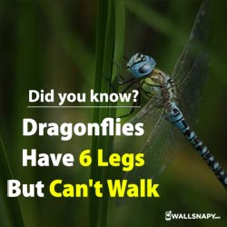 did-you-know-dragonflies-have-6-legs-can-not-walk-dp-images