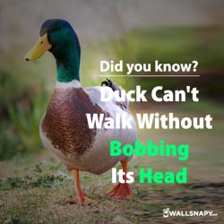 did-you-know-duck-can-not-walk-without-bobbing-head-dp-images
