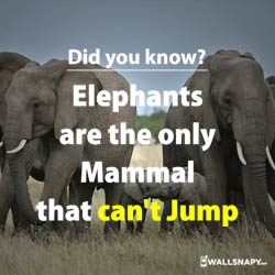 did-you-know-elephants-can-not-jump-dp-images