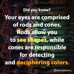 did-you-know-facts-about-eyes-hd-images