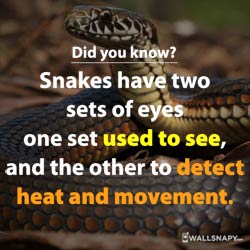did-you-know-facts-about-snake-eyes-status-images