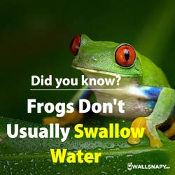 did-you-know-frogs-do-not-usually-swallow-water-dp-images