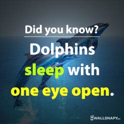 did-you-know-fun-facts-about-dolphins-eyes-hd-images