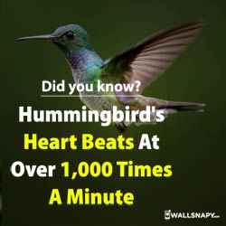 did-you-know-hummingbird-heart-beats-1000-times-dp-images