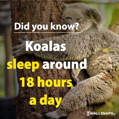 Did you know koalas sleep around 18 hours day dp images
