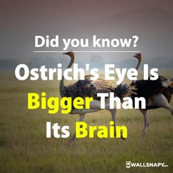 did-you-know-ostrich-eye-is-bigger-than-its-brain-db-images