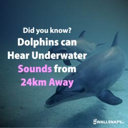 dolphins-can-hear-underwater-sounds-from-24km--away