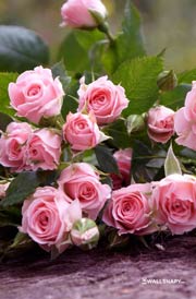 download-free-roses-wallpapers-for-mobile