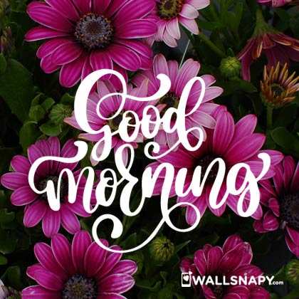 Dp good morning flower images free download - Wallsnapy