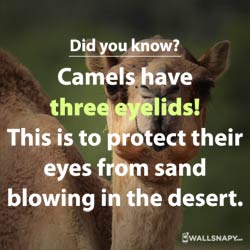 fun-facts-about-camel-status-images