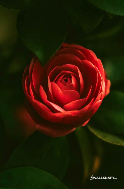 Hd red rose wallpaper download - Wallsnapy
