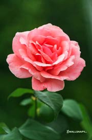 50+ Rose Flower HD Picture, Wallpaper for Mobile Page No - 2 - Wallsnapy