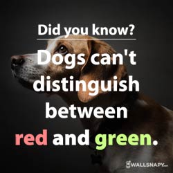 interesting-dog-facts-status-images