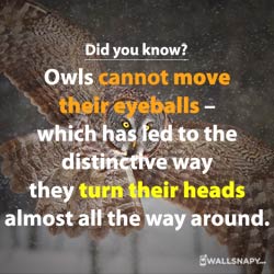 interesting-facts-about-birds-eyes-hd-status-image
