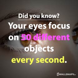 interesting-facts-about-eyes-hd-status-image