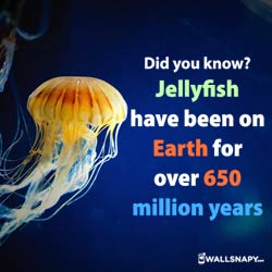 jellyfish-have-been-earth-for-over-650-million-years