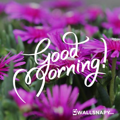 Latest good morning hd images for whatsapp - Wallsnapy