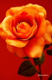 lovely-rose-flowers-free-download
