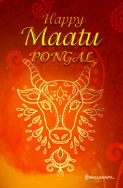 maatu-pongal-festival-status-greetings-images-2022