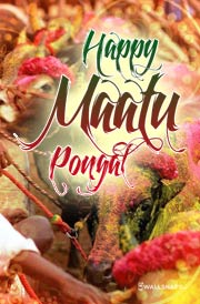 maatu-pongal-images-greetings