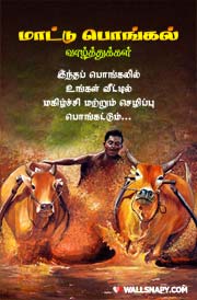 new-mattu-pongal-tamil-wishes-hd-wallpaper-for-mobile