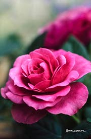 pink-rose-images-download