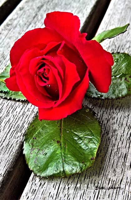Red rose hd wallpapers for mobile - Wallsnapy