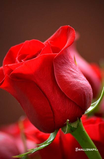 Red rose picture mobile wallpapers - Wallsnapy