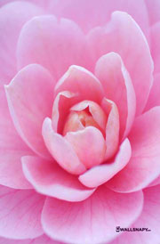 rose-flower-image-for-mobile