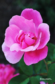 rose-flower-photos-for-mobile