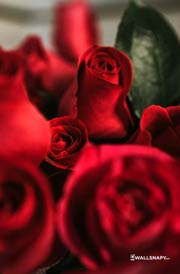 rose-flower-wallpaper-for-mobile-phone