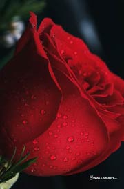 rose-flower-wallpaper-for-photos