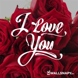 rose-love-dp-for-whatsapp
