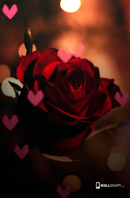 Rose love wallpaper for mobile - Wallsnapy
