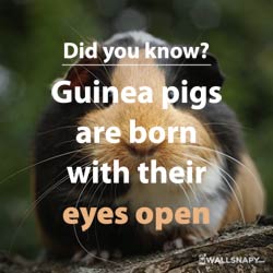 share-images-for-did-you-know-interesting-facts-about-animal-eyes