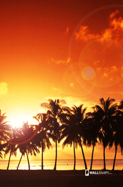 Sun set with coconut tree hd wallpaper - Wallsnapy