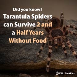 tarantula-spiders-can-survive-2-and-a-half-years-without-food