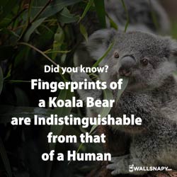 the-fingerprints-koala-bear-are-indistinguishable-human